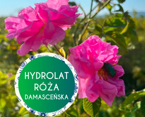 hydrolat - róża damasceńska